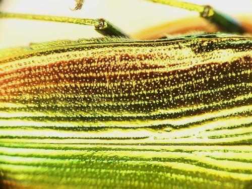 Réf. 261 636 : Eurythyrea micans